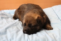 CHIOT