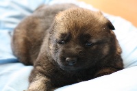 CHIOT