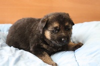 CHIOT